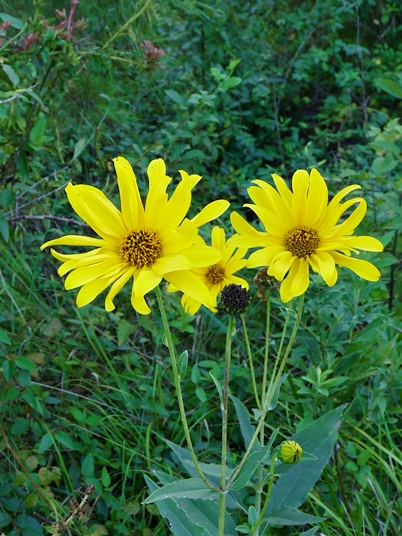 {Helianthus pauciflorus}
